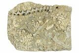 Archimedes Screw Bryozoan Fossil - Illinois #282698-1